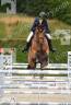 Hongre de sport 8 ans 