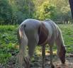 Poulain Pie Palomino de 2024