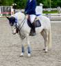 Poney à vendre 