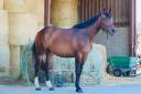 Jument de sport - 3 ans 