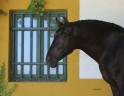 Etalon Pure Race Espagnole noir pour saillies