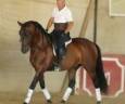 Un compagnon exceptionnel, pour la dressage
