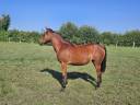 Ponette New forest PP 16 mois 