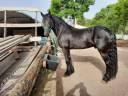 Cheval 