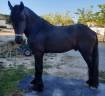 Cheval 