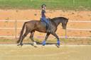 KWPN 7 ans loisirs