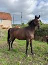 A VENDRE POULINIERE PLEINE