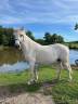 PONEY CONNEMARA POULINIERE