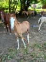 2 pouliches Alzanes et 1 poulain Palomino  de 2025!!!!