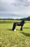 Magnifique hongre Irish Cob à vendre