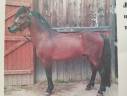 Poney OC