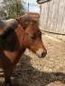 Poney OC