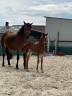 Foal mâle PFS par Kracker Le Courtal 