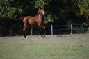 Cheval lusitanien / pouliche baie