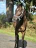 Cheval tendre pour randonnée 