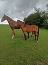 Poney mâle New Forest 