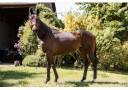 Plusieurs chevaux disponibles 