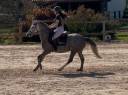 Ponette 5 ans CSO 95 cm 