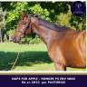 Jeune cheval issu famille obstacle pour bonne maison
