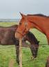 Hongre bai de 3 ans sf