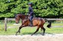 Poney en or, polyvalent avec expérience solide