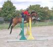 Superbe Hongre 4 ans polyvalent G5