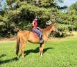 Magnifique hongre de 6 ans - Top G4