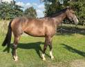 Poulinière Cheval de Selle Italien A vendre 2018 Bai par Ustionov