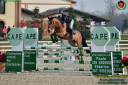 Hongre PFS Poney Français de Selle A vendre 2014 Bai