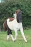 Pouliche Shetland PP
