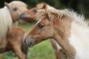 Pouliche Shetland PP