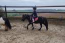 Poney hongre type shetland 