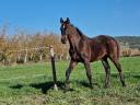 Foal, tres belle souche maternelle 