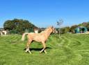 Poney palomino,issus d'une lignée prestigieuse