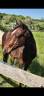 QUARTER HORSE PP TOP ORIGINE 