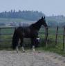 cheval de sport belge dressage 11 ans 