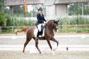 Hongre Welsh Poney (Section D), Welsh Cob  A vendre 2015 Alezan brulé par King William