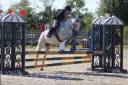 Poney D pour compétition ou loisir