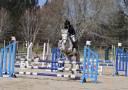Poney Fran&ccedil;ais de Selle