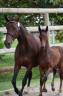 Jument sf &eacute;levage ou loisir 