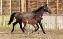 Pouliniere labeliss&eacute;e France Dressage /CDF