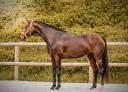 Jument par Vitalis x Apache