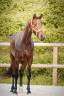 Jument par Vitalis x Apache