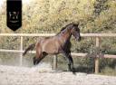 M&acirc;le kwpn Grullo par Inefavel x Dream Boy x Jonhson