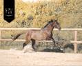 M&acirc;le kwpn Grullo par Inefavel x Dream Boy x Jonhson