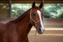 Hongre SBS - 5 ans - Dressage - France