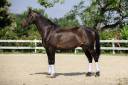 Hongre KWPN -11 ans - Dressage- France