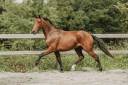 Cheval dressage Lusitanien x Warmblood