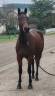 Melenski de Molion, Jument, 4 ans, Bai; SF, toise 1. 67
