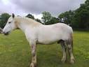 hongre percheron travail du sol